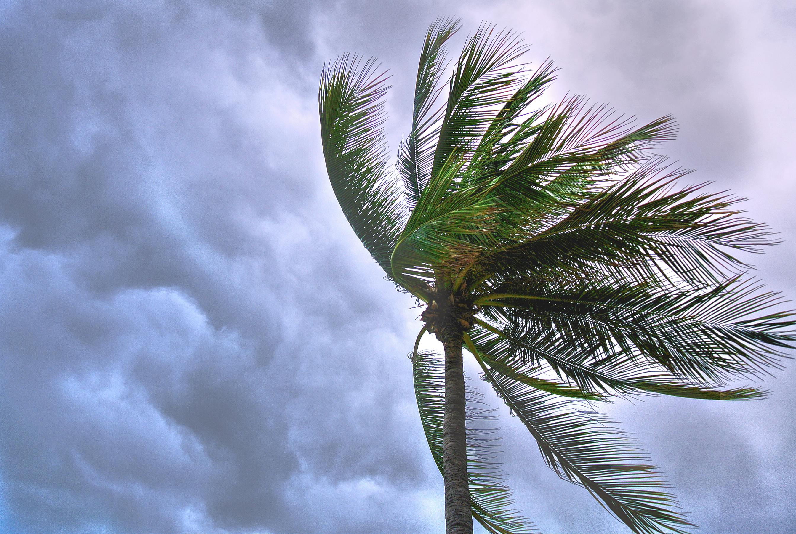 a palm tree in a storm with dark clouds behind it